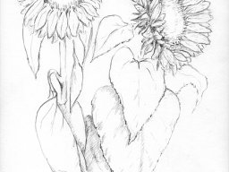 2 Sonnenblumen
