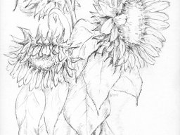 3 Sonnenblumen (2)