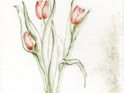 3 rote Tulpen